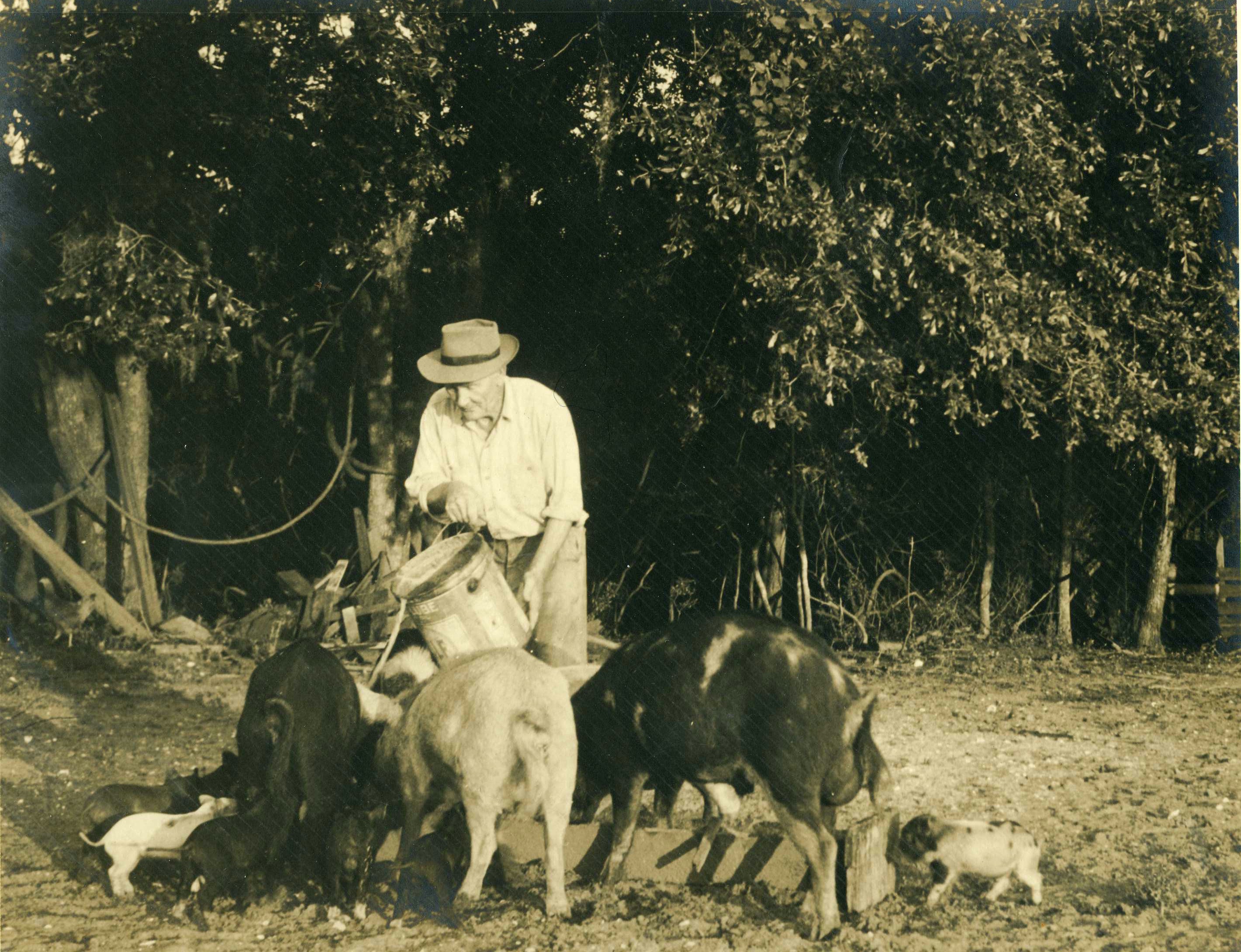 06-1 Douglas Taylor Feeding Pigs.jpg